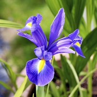 Buy canvas prints of A framed Blue Iris by Frank Irwin