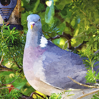 Buy canvas prints of Common Wood Pigeon artistically done by Frank Irwin