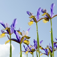 Buy canvas prints of Some Blue & yellow Irises against a blue sky by Frank Irwin