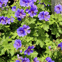Buy canvas prints of Johnson’s Blue Geranium in full bloom by Frank Irwin