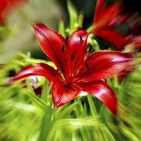 Buy canvas prints of Beautiful Red Lilly by Frank Irwin