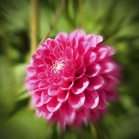 Buy canvas prints of A Dahlia head ‘Artistically’ in full bloom by Frank Irwin