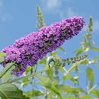 Buy canvas prints of A Buddleia in full bloom by Frank Irwin