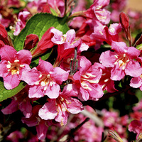 Buy canvas prints of A mass of growth on a Weigela plant. by Frank Irwin