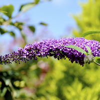 Buy canvas prints of A Buddleia in full bloom by Frank Irwin