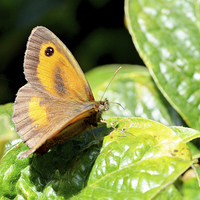 Buy canvas prints of  The Meadow Brown butterfly by Frank Irwin