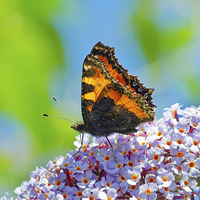 Buy canvas prints of  The Tortoiseshell butterfly by Frank Irwin