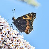 Buy canvas prints of  The beautiful Tortoiseshell butterfly by Frank Irwin
