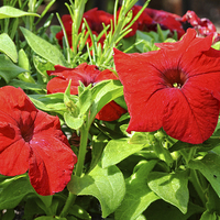 Buy canvas prints of  Beautiful Red Petunia by Frank Irwin