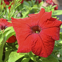 Buy canvas prints of  Beautiful red Petunia by Frank Irwin
