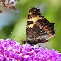 Buy canvas prints of The Tortoiseshell butterfly by Frank Irwin