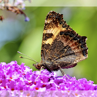 Buy canvas prints of The beautiful Tortoiseshell butterfly by Frank Irwin