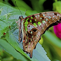 Buy canvas prints of Tailed Jay (Graphium agamemnon) by Frank Irwin