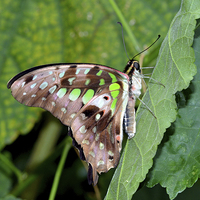 Buy canvas prints of Tailed Jay (Graphium agamemnon)  by Frank Irwin