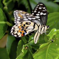 Buy canvas prints of The Lime butterfly of Singapore by Frank Irwin