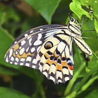 Buy canvas prints of The Lime butterfly of Singapore by Frank Irwin