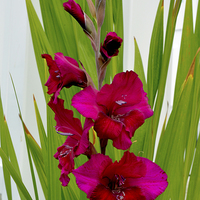 Buy canvas prints of  Beautiful Gladioli in all its glory by Frank Irwin
