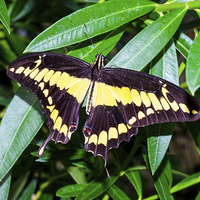 Buy canvas prints of  The Giant Swallowtail butterfly by Frank Irwin