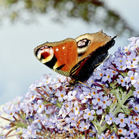 Buy canvas prints of  The beautiful Peacock butterfly in all its glory by Frank Irwin