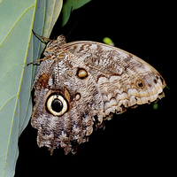 Buy canvas prints of  The lovely “Owl” butterfly by Frank Irwin