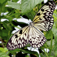 Buy canvas prints of  The beautiful White Tree Nymph butterfly by Frank Irwin