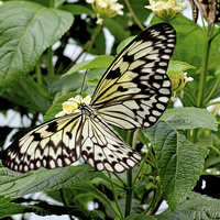 Buy canvas prints of The beautiful White Tree Nymph butterfly by Frank Irwin