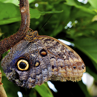 Buy canvas prints of  The distinctive “Owl” butterfly by Frank Irwin
