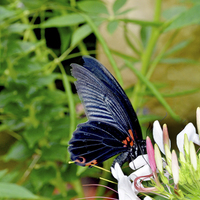 Buy canvas prints of  Scarlet swallowtail - Papilio rumanzovia by Frank Irwin