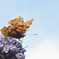 Buy canvas prints of  The Beautiful Comma butterfly by Frank Irwin