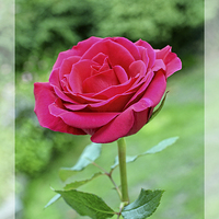 Buy canvas prints of A beautiful single Red Hybrid Tea rose shown artis by Frank Irwin