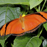 Buy canvas prints of  Caroni Flambeau (The Flame) butterfly by Frank Irwin