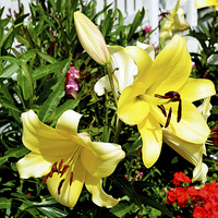 Buy canvas prints of  Beautiful Yellow Lilies in all their glory by Frank Irwin