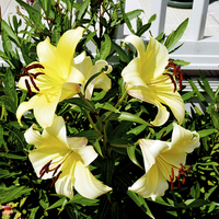 Buy canvas prints of Beautiful Yellow Lilies in all their glory by Frank Irwin