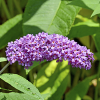 Buy canvas prints of  A Buddleia in full bloom by Frank Irwin