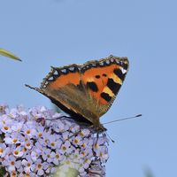 Buy canvas prints of A Tortoiseshell butterfly feeds on Buddlea by Frank Irwin