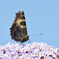 Buy canvas prints of A Tortoiseshell butterfly feeds on Buddlea by Frank Irwin