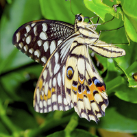 Buy canvas prints of The Common Lime butterfly of Singapore by Frank Irwin