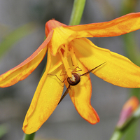 Buy canvas prints of  Colourful Close-up Montbretia with a bee feeding by Frank Irwin