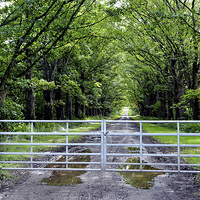 Buy canvas prints of Countryside Tree lined Avenue to nowhere by Frank Irwin