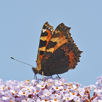 Buy canvas prints of A beautiful Tortoiseshell butterfly feeds on Buddl by Frank Irwin