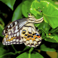 Buy canvas prints of The beautiful Common Lime butterfly of Singapore by Frank Irwin