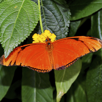 Buy canvas prints of  Caroni Flambeau (The Flame) butterfly by Frank Irwin