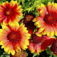 Buy canvas prints of  Beautiful, colourful Guillardia in all their glor by Frank Irwin