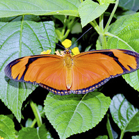 Buy canvas prints of Caroni Flambeau (The Flame) butterfly by Frank Irwin