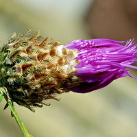 Buy canvas prints of Common Thistle coming into bud by Frank Irwin