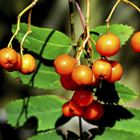 Buy canvas prints of  Red Rowan (Mountain Ash) berries by Frank Irwin