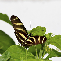 Buy canvas prints of The beautiful Zebra butterfly in all its glory by Frank Irwin