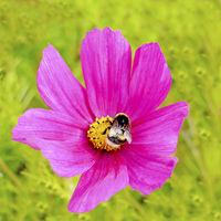 Buy canvas prints of  Beautiful pink Dahlia with a feeding bee in view by Frank Irwin