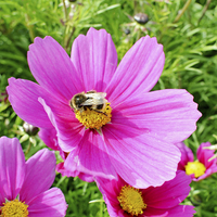 Buy canvas prints of  Mauve Dahlia and feeding bee! by Frank Irwin