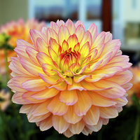 Buy canvas prints of Chrysanthemum head in full bloom. by Frank Irwin